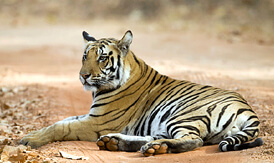 Wildlife Tour Rajasthan